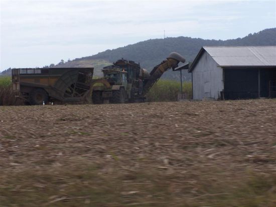 Wir beobachten eine Zuckerrohrernte.