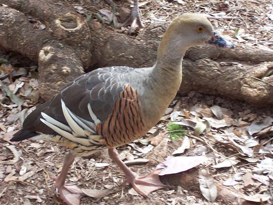 Diesen Vogel habe ich Weckerente getauft: Er piept wie einer dieser elektronischen Billigwecker. Ansonsten ist die Ente ein sehr geselliger Vogel und marschiert in langen Kollonen ueber das Gelaende ...
