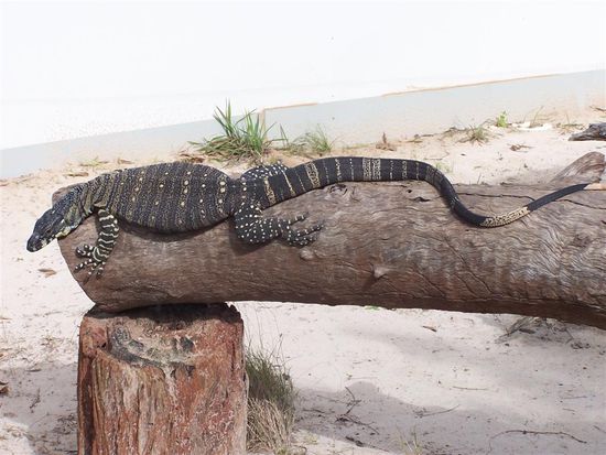 Hier sollte man lieber nicht zu nah ran!