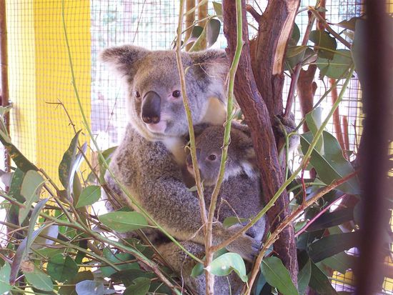 Na endlich - Koalas zum Kuscheln.