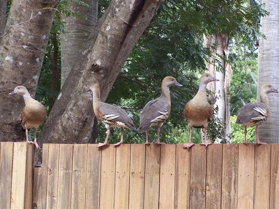 ... oder fliegt in Reih &amp; Glied einen Zaun an. Einfach niedlich (bis auf das Weckerpiepen - duett duett duett duett - duett duett duett duett - ... )