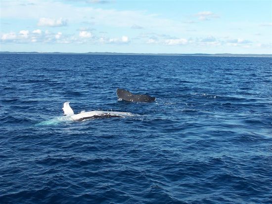 Das sind 2 Wale: Einer lasst sich die Sonne auf den Bauch scheinen und der Andere taucht drunter durch.