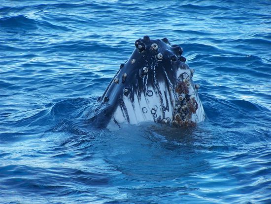 Wale koennen auch ueber Wasser extrem gut sehen. Das Auge ist hier aber noch nicht zu sehen ...