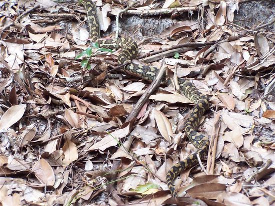 ... seht Ihr sie auch ?