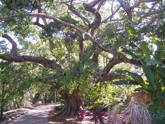 Jungentraeume: Das ist mal ein Kletterbaum!