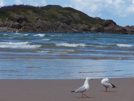 Zwischen Insel und Strand kreuzen sich die Wellen des Ozeans bei Coffs Harbour.