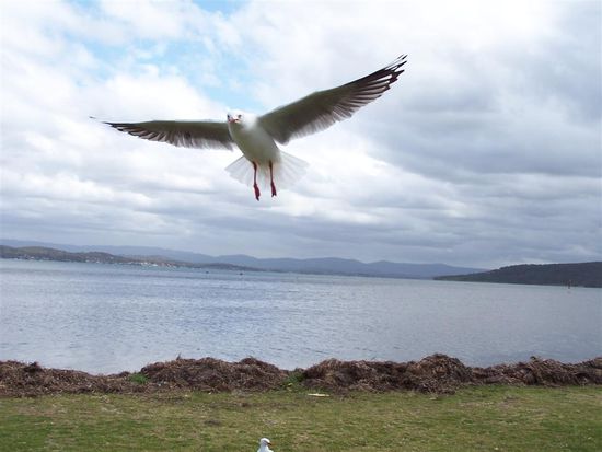 Hat doch mal geklappt - das mit den Voegeln. Dann klappt das bestimmt auch mit den Trucks 