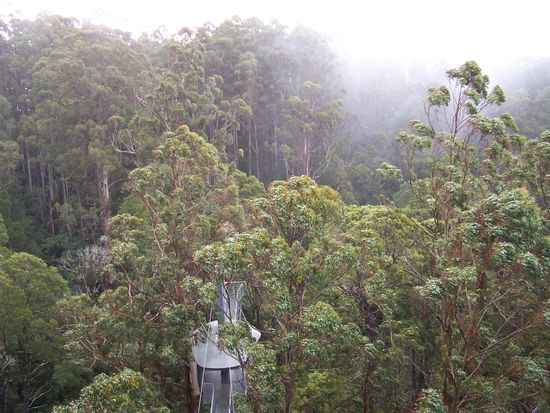 in 47 m Hoehe im Regenwald