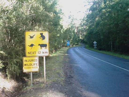 Noch haben wir nur Rinder gesehen ...