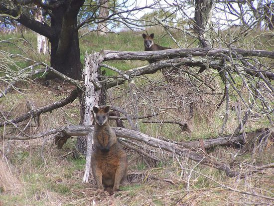 JA - UNSERE ERSTEN KAENGURUS !!!!!