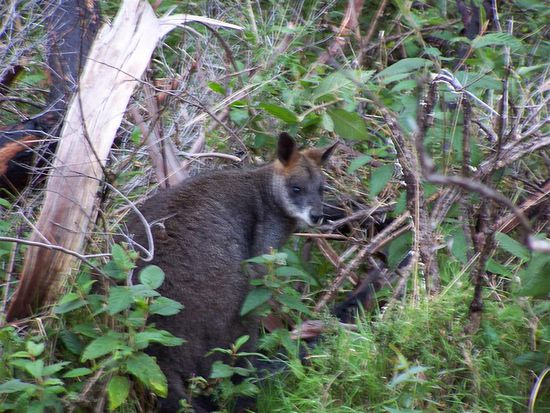 Ersatzweise ein kleines Buschkaenguru fuer das gefluechtete Monsterkaenguru ...