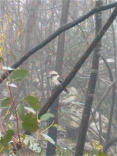 Unser erster Kookaburra - der lachende Hans.