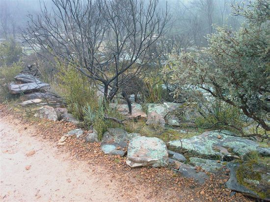 Na, wo ist das Kaenguru? Die Tiere sind im Busch sehr gut getarnt - hier ist es noch einfach zu finden; auch wenn wir es erst direkt neben uns  wegen einem Geraeusch bemerkt haben.