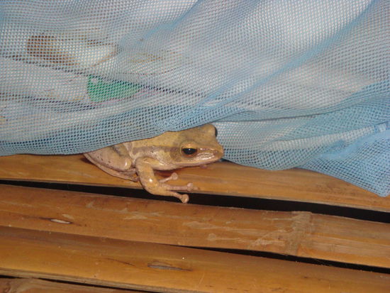 ungebetener gast genau neben der matratze