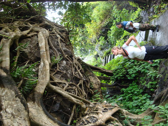 diese Baeume wachsen auf stein