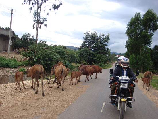 rinder auf der fahrbahn... ganz normal in vietnam