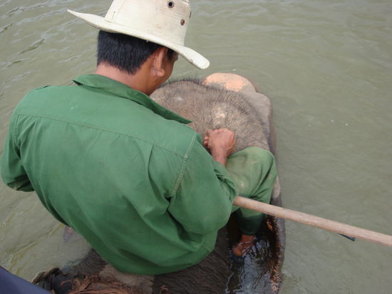 unser schwimmender elephant