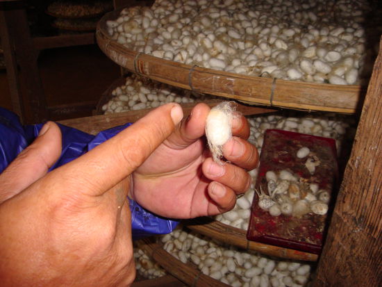 daraus wird seide gemacht