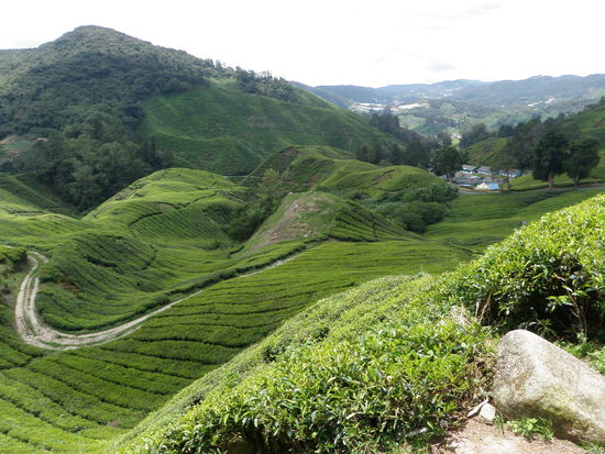 auf unserem Weg zum Gipfel... (die gruenen Laengsstreifen sind die Teepflanzenstraeucher, deren Blaetter von Hand geflueckt und weiterverarbeitet werden)