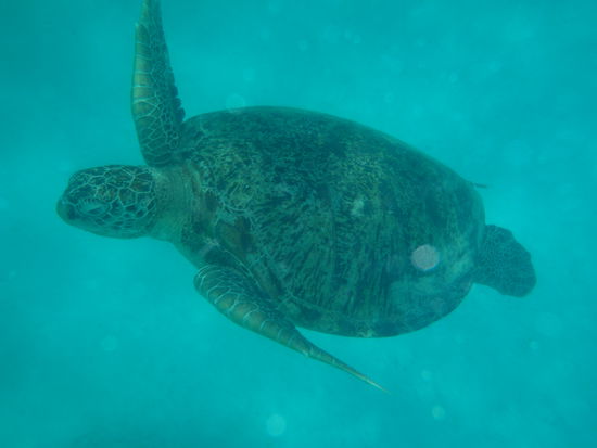 eine der beiden Riesenschildkroeten