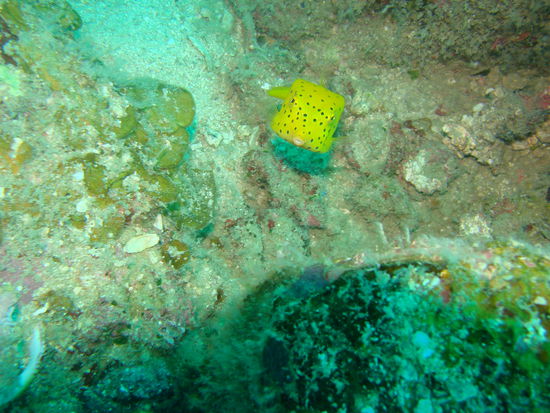 ein suesser Boxfish (wie man an der Form schon erkennen kann....)