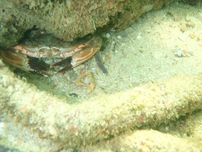 MR. Craps