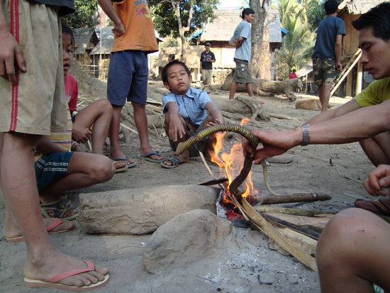 Auch der Bestand der Schlangen hat sich in den Jahren dezimiert.