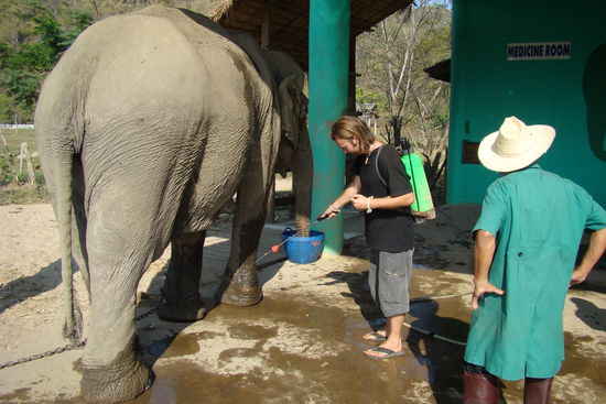 Marco als Elefantenassistenzarzt