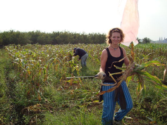 Natascha bei der Maisernte.