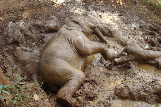 Alles Waschen ist vergebens gewesen.