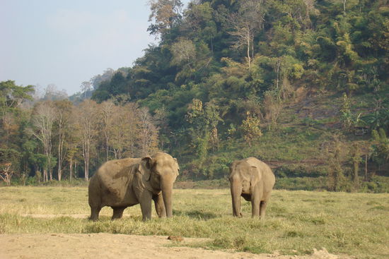 Die Dickhaeuter im Park.