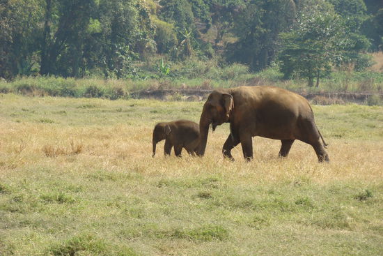 Die Dickhaeuter im Park.
