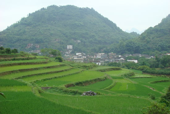 frische Reisfelder in den Bergen