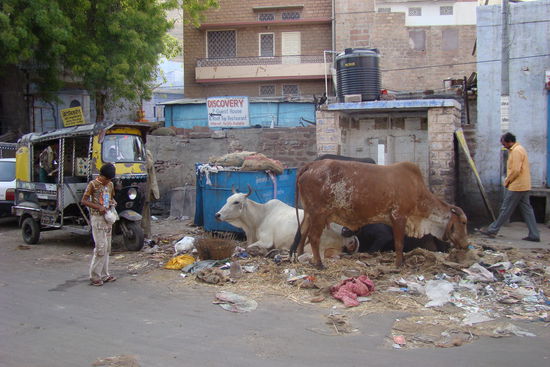"Heilige Kuehe" suchen vor den Pissoirs nach etwas Essbaren.