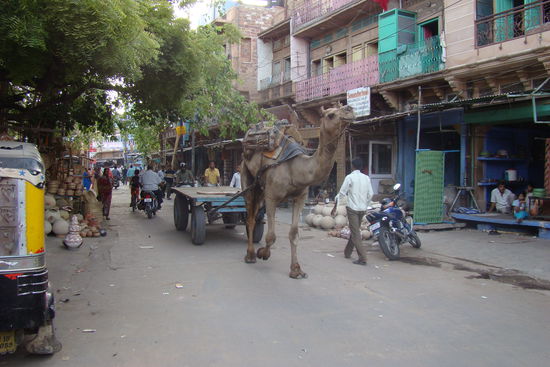 Kamele ziehen grosse Karren durch die Strassen von Jodphur