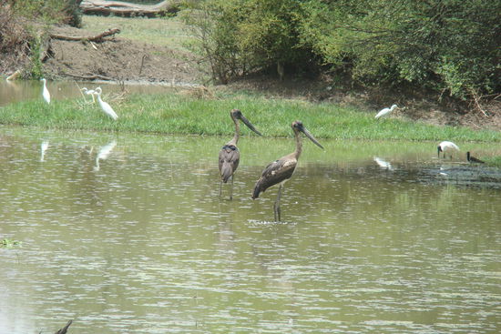 die letzten Wasserloecher