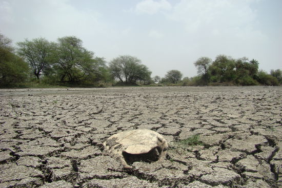 dieser Mitbewohner konnte nicht laenger auf den Monsun warten...