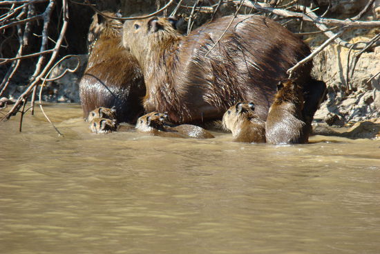 Capivaras beim Baden