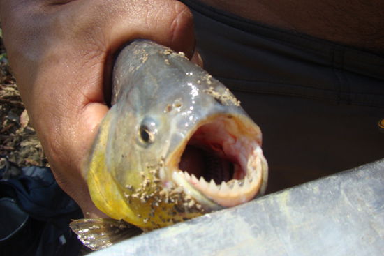 Koennte ein echt unangenehmes Geschwuer
am Hintern werden