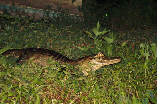Caiman als Regulierer der Piranhapopulation -- unseren Hintern wollten sie net---