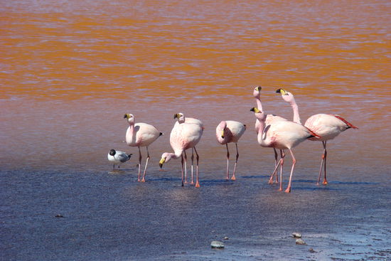 Andenflamingos