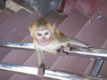 Schau mir ganz tief in die Augen.
Du bist eine Banane
Du bist eine Banane
Du bist ....