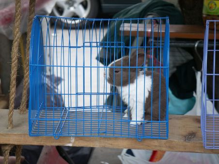 Der Chatuchak weekend markt. artgerechte Tierhaltung hat hier noch viel Potential ... Armes Hasi!