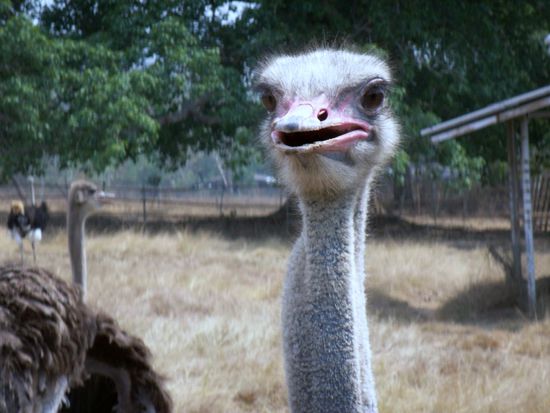 Was guckst Du!!!!
Auf dem Weg zum Hellfire Pass mache ich einen kurzen Abstecher zur nahe gelgenen Straussenfarm