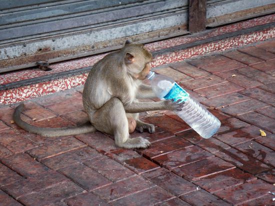 I muass im fruehern Lebn a Minaralwasserflaschn gwesen sein ...
Jo mei, da Duascht!