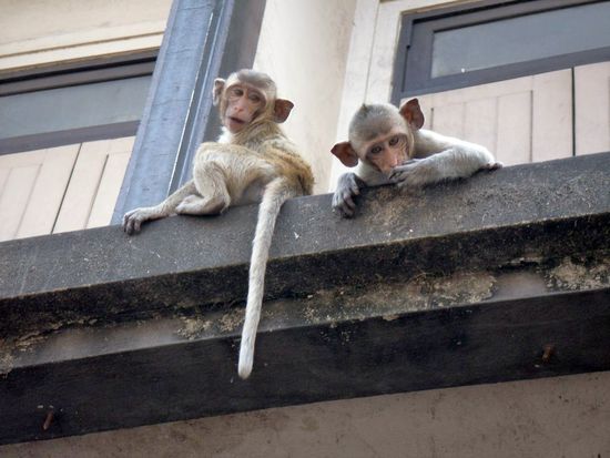 Statler &amp; Waldorf aus der affigen Muppetshow!
Hier tanzen alle Affen, macht auf dem Dachsims licht *gg*