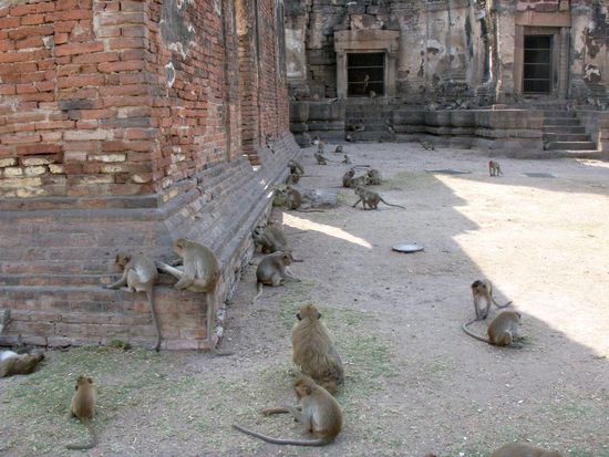 Oh dubidu 
hubdiwui 
ich wäre gern wie duhuhu 
habdidubiduwau 
Ich möchte geh'n wie du 
chi 
steh'n wie du 
chu 
duhuhu 
wibidibiduwua 
du wirst schon seh'n uhu 
schubididu 
ein Affe kannkannkann 
skubidubidubi 
sein wie ein Mann 
so ein mann 
wie duhuhu