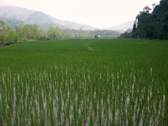 noch grünere Reisfelder ...