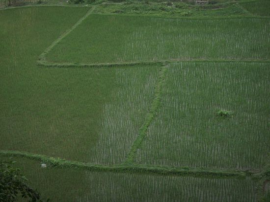 ... auf die grünen Reisfelder 