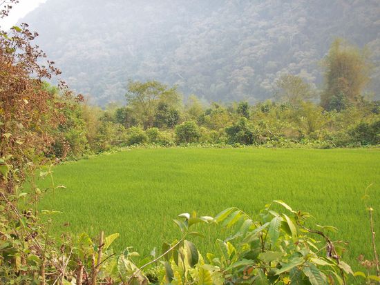 Ein Bett im Reisfeld .... 